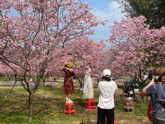 -天适樱花悠乐园