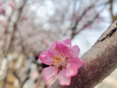 -桃花堤公园