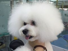 -瑞派宠物医院·24小时骨科·心脏·核磁(哈尔滨南岗店)