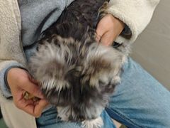 -美美宠物诊疗中心·异宠·骨科(滨江东信分院)