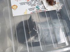 -瑞派天使宠物医院·神经外科·骨科·核磁(洛川中路店)