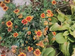 -梨木台悦来客农家院