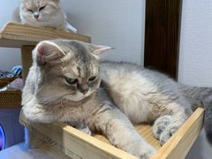 -逗柴咖啡屋·狗咖猫咖宠物桌游