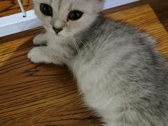 -70cat德文卷毛猫·缅因猫纯种猫舍