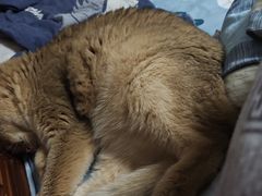 -瑞派·关忠动物医院·猫专科·犬专科(三环新城店)