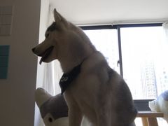 -Husky Go! 哈士奇体验馆·宠物咖啡厅狗咖