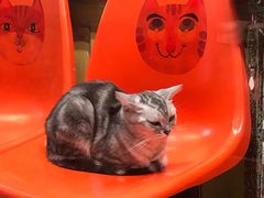 -猫咪博物馆(顶澳仔猫街店)