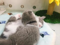 -糯米喵星人·撸猫猫舍咖啡馆(西市场嘉华店)