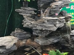大堂-一煲鸽