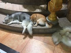 -more than meow吴止猫主题餐厅(承德 中船汇店)