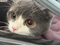 -爱侣宠医·鹦鹉专科·小型哺乳类·异宠专科(灵石路店)