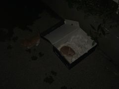 -曲阳花鸟市场(曲阳路店)