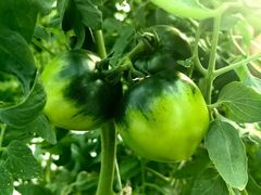 -肯德基(七一路店)