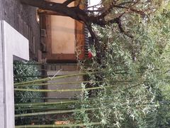 -茶肆(袁家村店)