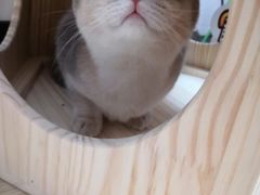 -Bastet sally猫舍购宠(静安店)