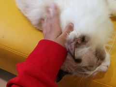 -猫在这儿猫咪咖啡馆·撸猫馆