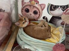 -糯米喵星人总部直营旗舰店·猫舍·幼猫出售