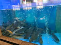 -淘米捞·米汤脆鲩鱼火锅(福田皇岗店)