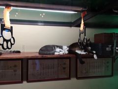 -猫咪博物馆(顶澳仔猫街店)