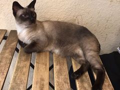 -猫友咖啡店(玉林西路店)