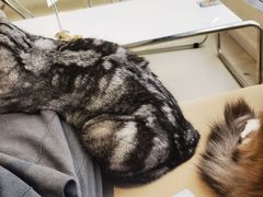 -怪兽屋·羊驼·猫咖·狗咖(俊华广场店)