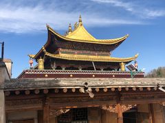 -塔尔寺菩提树