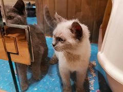 -藏猫猫咖啡主题馆(中央大道店)