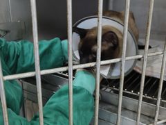 -派特宠物医院(圆融广场店)