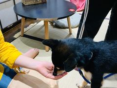 -逗柴咖啡屋·狗咖猫咖宠物桌游