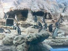 -帝企鹅自助餐厅•儿童岛•真企鹅(长隆企鹅酒店)