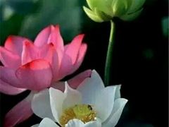 -乐享养生(东湖店)