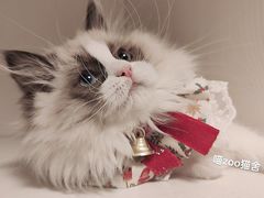 -喵zoo家庭繁育猫舍(尖东智能花园店)