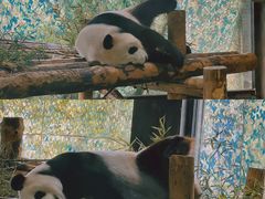 -上海野生动物园