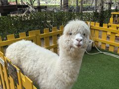 -三亚海棠湾喜来登度假酒店