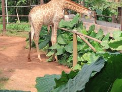 -海南热带野生动植物园