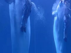 -大连圣亚海洋世界