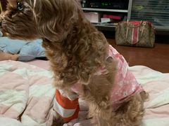 -萌兽医馆·犬猫专科·眼科中心·宠物医院(朝阳门分院)