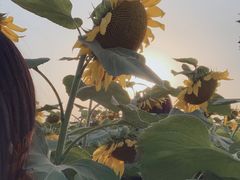 -映月湖中央公园