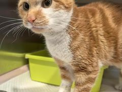 -伟伟宠物医院·CT影像中心·瑞派犬猫综合性门诊(汉口总院)