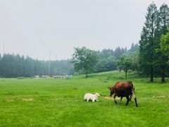-武陵山森林公园
