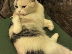 -猫色咖啡·猫咖