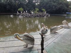 -广州长隆飞鸟乐园