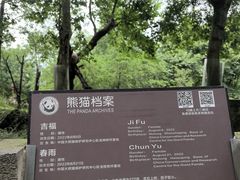 -都江堰中华大熊猫苑