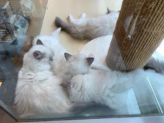 -momokira米努特·德文卷毛猫·棉花面纱犬