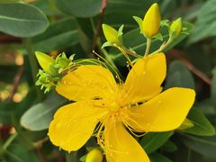 -广州神农草堂中医药博物馆