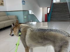 -派美特宠物医院·核磁CT·骨科肿瘤·疑难转诊(沈农禾丰店)