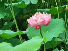 -莲花池公园