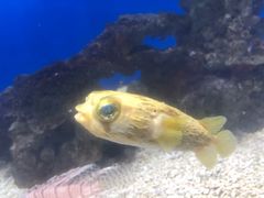 -烟台海昌鲸鲨海洋公园