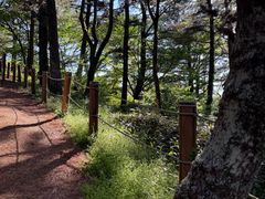 -汉拿树木园