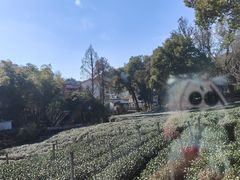 -野蔓果·山野菜(西湖景区·龙井茶田店)